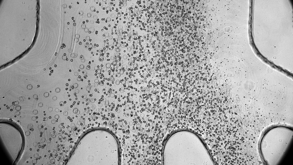 Monochromatic microscopic close-up shows thousands of cells from a large channel on top being sorted into 5 outlets on bottom.