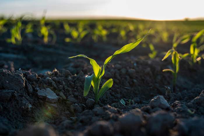 A growing seedling crop outside