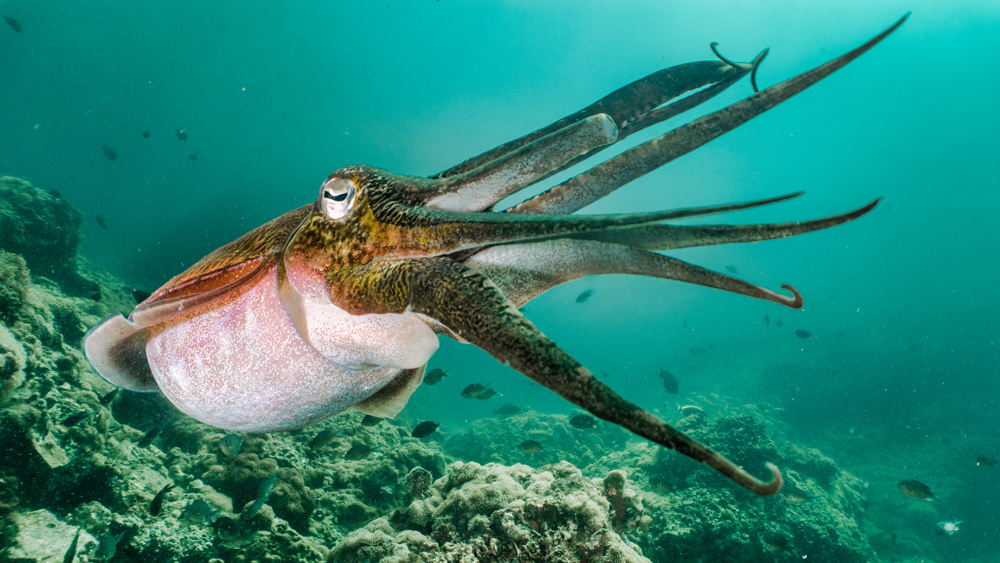 A cephalopod swims in the water